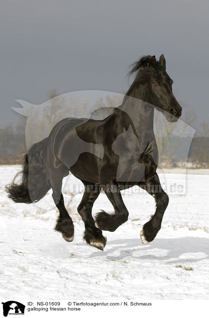 galloping friesian horse / NS-01609