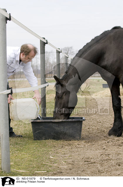 drinking Frisian horse / NS-01879