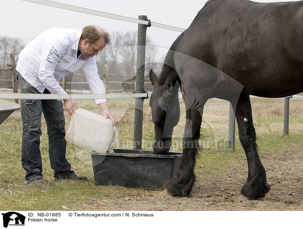 Frisian horse / NS-01885