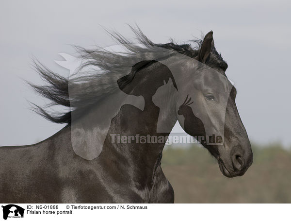 Frisian horse portrait / NS-01888