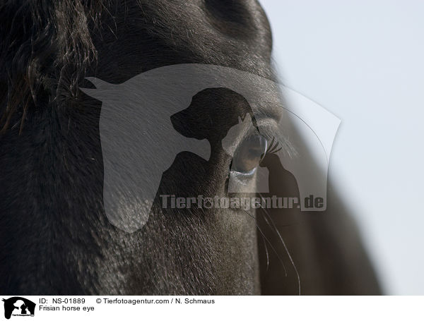 Frisian horse eye / NS-01889