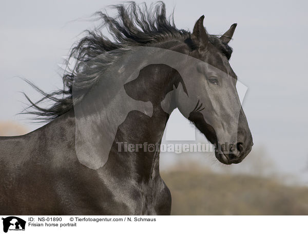 Frisian horse portrait / NS-01890