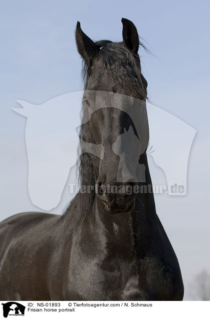 Frisian horse portrait / NS-01893