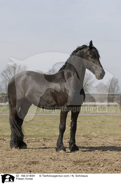 Frisian horse / NS-01894