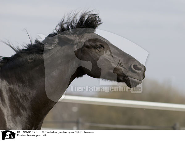 Frisian horse portrait / NS-01895
