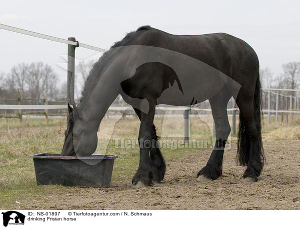drinking Frisian horse / NS-01897