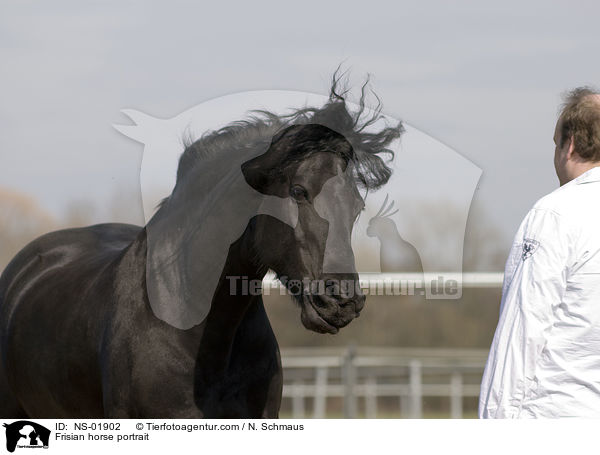 Frisian horse portrait / NS-01902