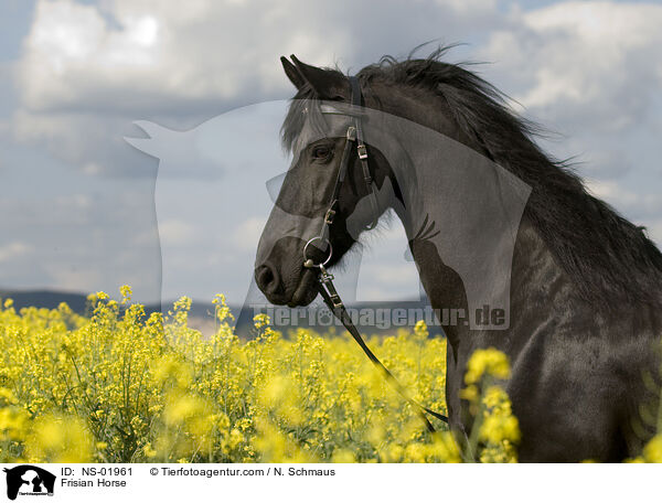 Frisian Horse / NS-01961
