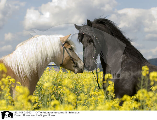 Frisian Horse and Haflinger Horse / NS-01962