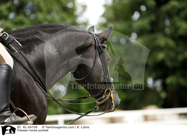 Friesian horse portrait / KL-04109