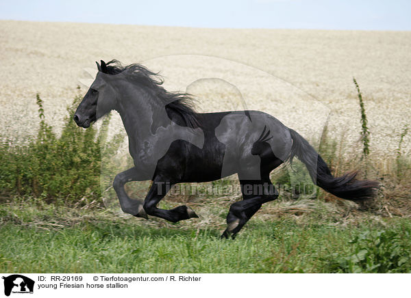 young Friesian horse stallion / RR-29169