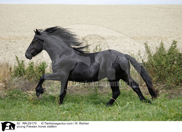 young Friesian horse stallion / RR-29170