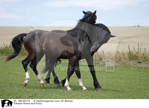 Friesian Horse and Pony / RR-29174