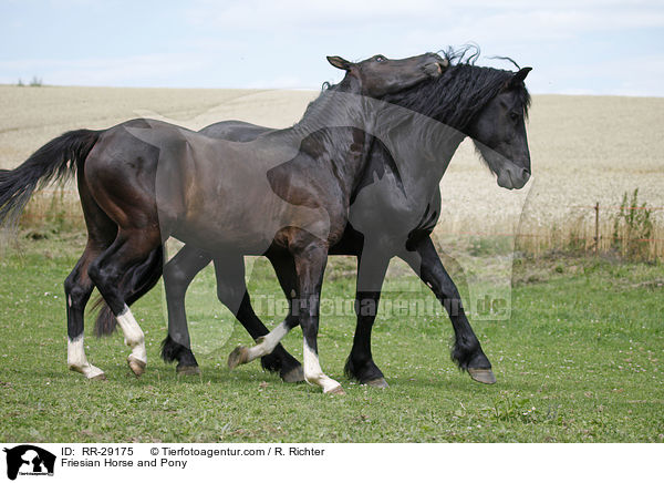 Friesian Horse and Pony / RR-29175