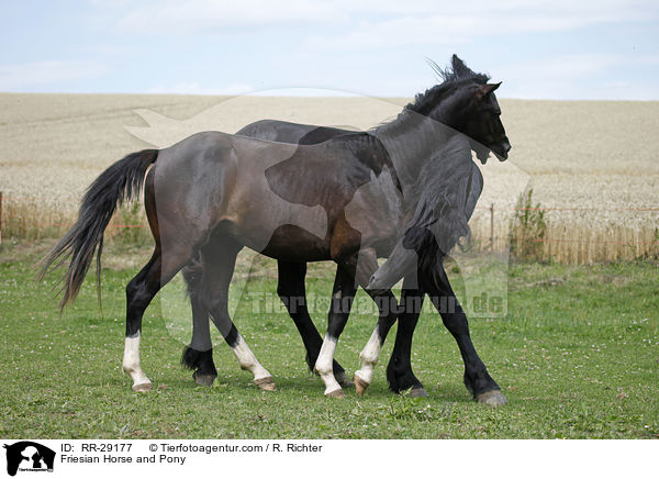 Friesian Horse and Pony / RR-29177