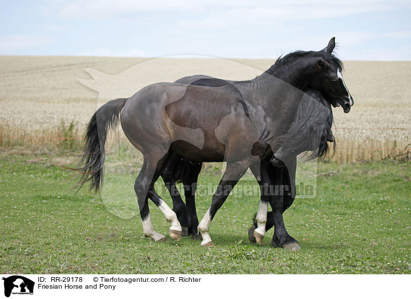 Friesian Horse and Pony / RR-29178