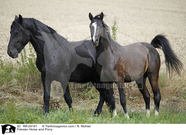 Friesian Horse and Pony / RR-29181