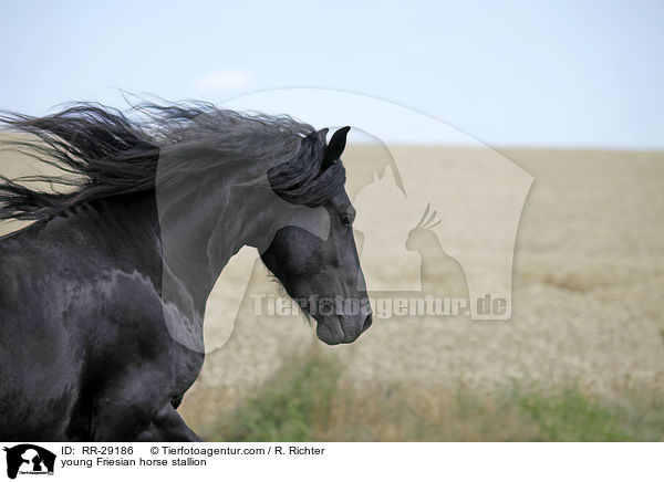 young Friesian horse stallion / RR-29186
