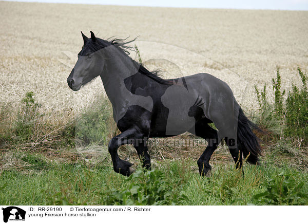 young Friesian horse stallion / RR-29190