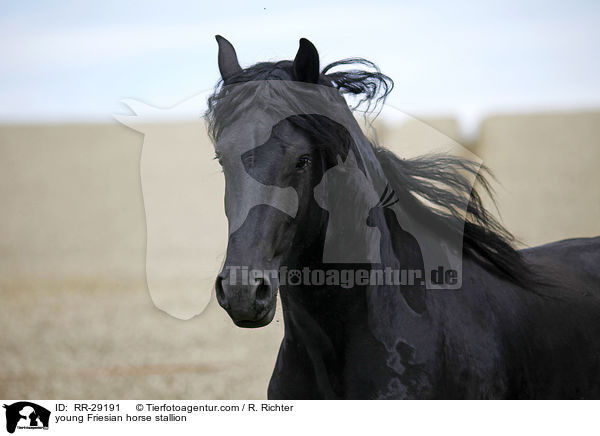 young Friesian horse stallion / RR-29191