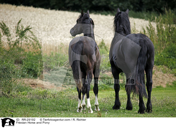 Friesian Horse and Pony / RR-29192