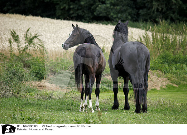 Friesian Horse and Pony / RR-29193