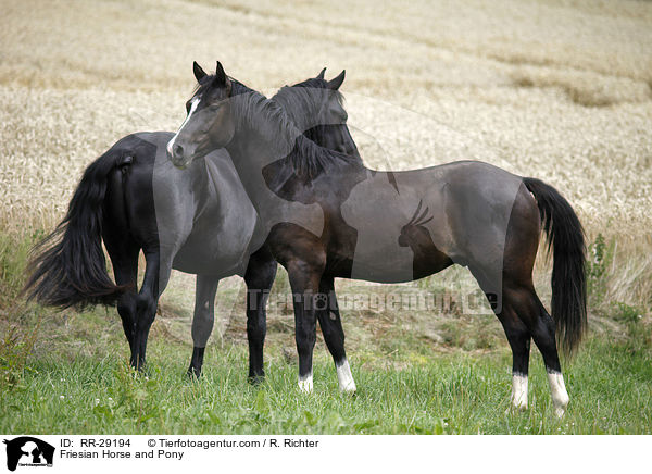 Friesian Horse and Pony / RR-29194
