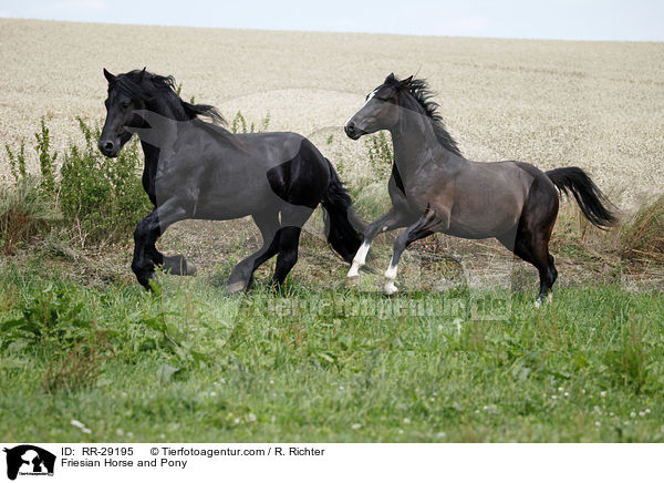 Friesian Horse and Pony / RR-29195