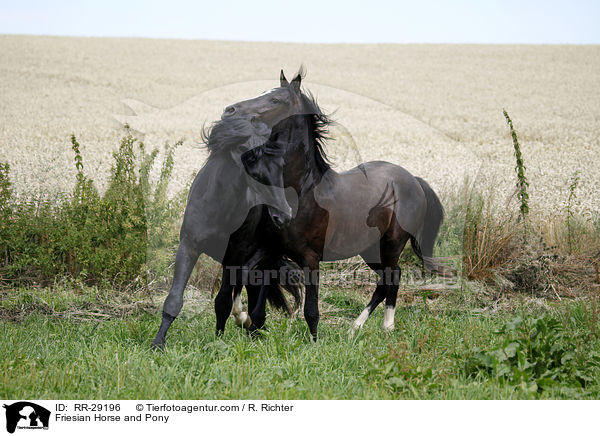 Friesian Horse and Pony / RR-29196