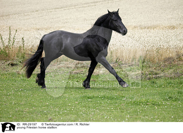 young Friesian horse stallion / RR-29197