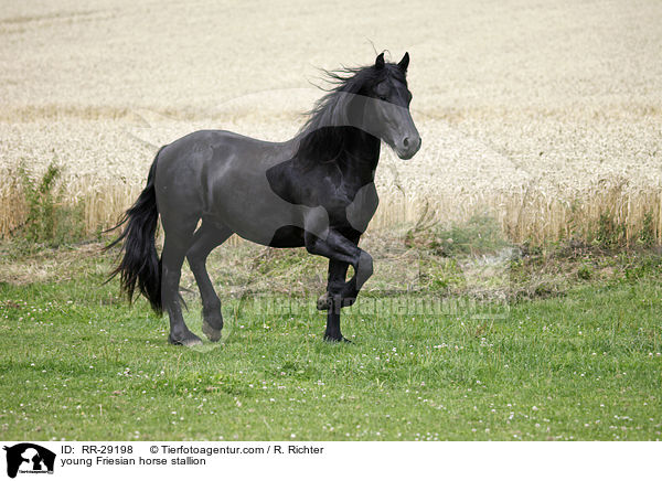 young Friesian horse stallion / RR-29198