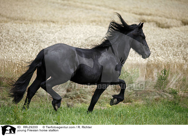 young Friesian horse stallion / RR-29200