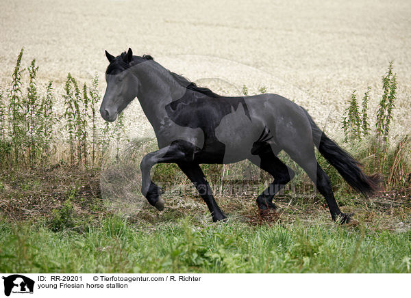 young Friesian horse stallion / RR-29201