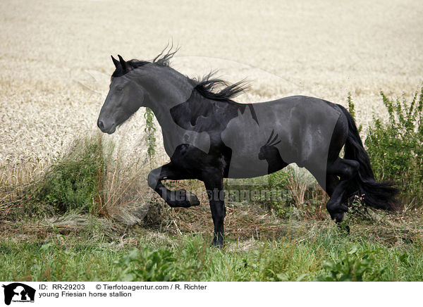 young Friesian horse stallion / RR-29203