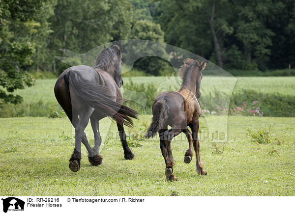 Friesian Horses / RR-29216