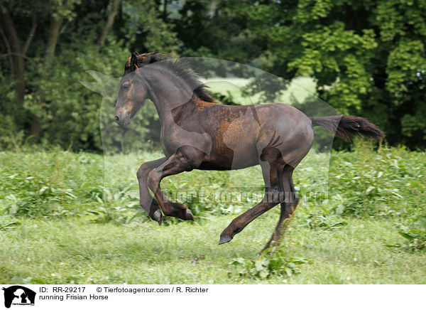 running Frisian Horse / RR-29217