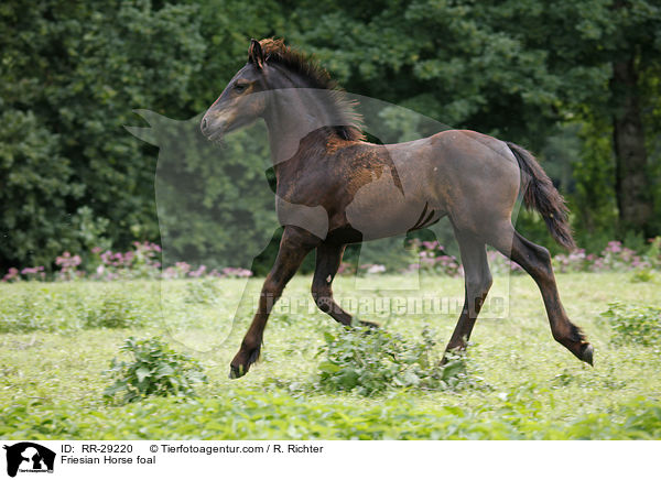 Friesian Horse foal / RR-29220