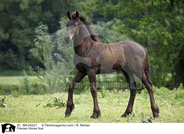 Friesian Horse foal / RR-29221