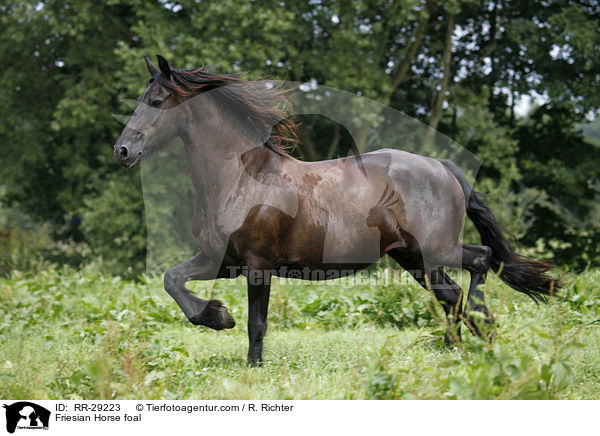 Friesian Horse foal / RR-29223