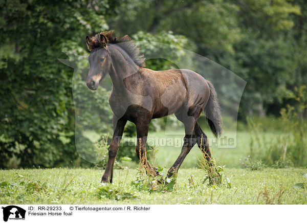 Friesian Horse foal / RR-29233