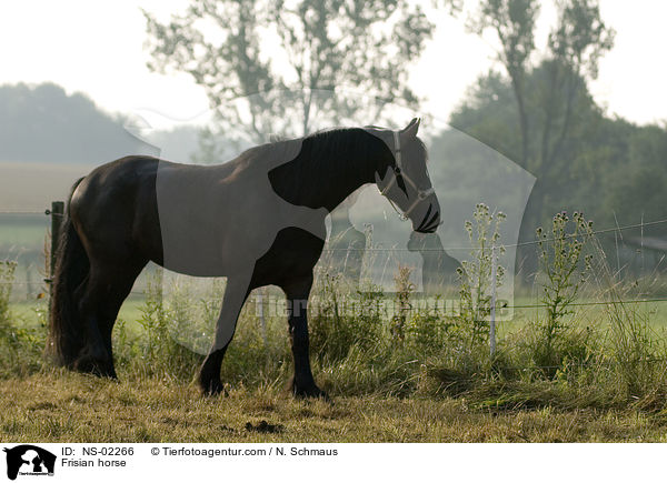 Frisian horse / NS-02266