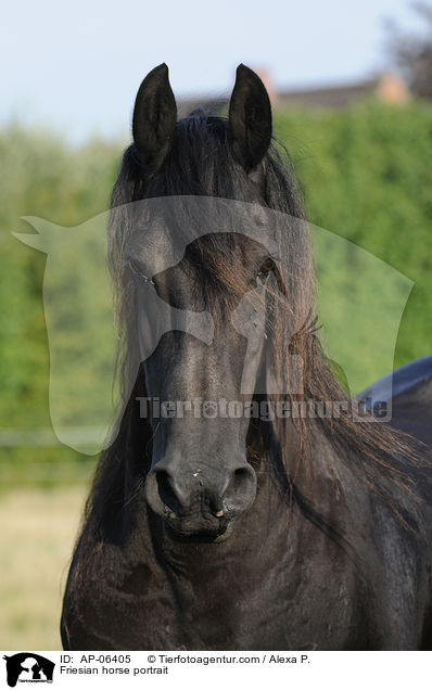 Friesian horse portrait / AP-06405