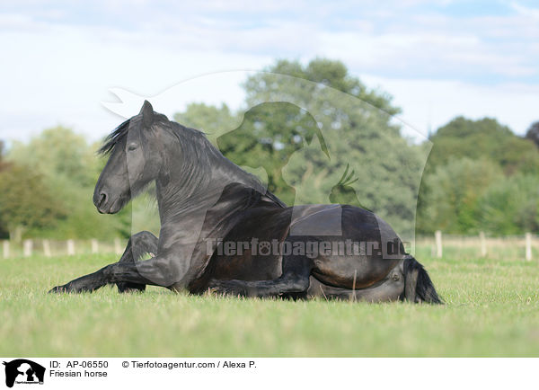 Friesian horse / AP-06550