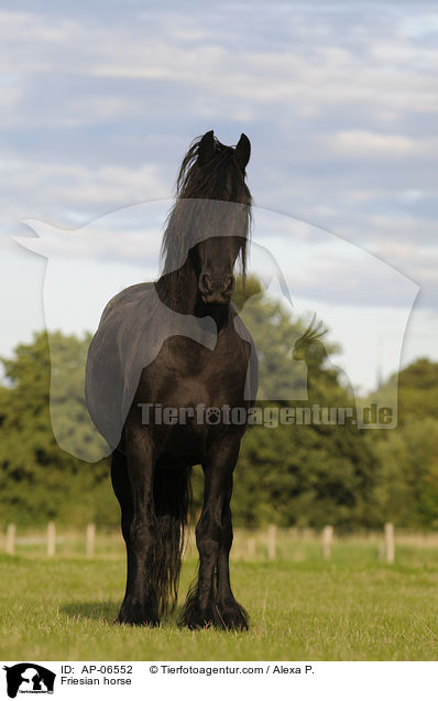 Friesian horse / AP-06552