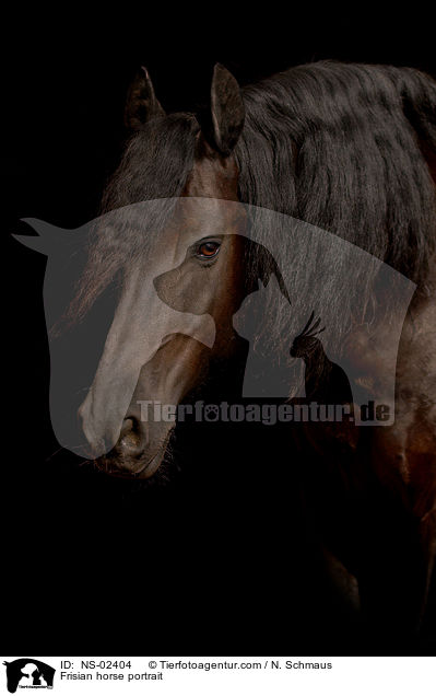 Frisian horse portrait / NS-02404