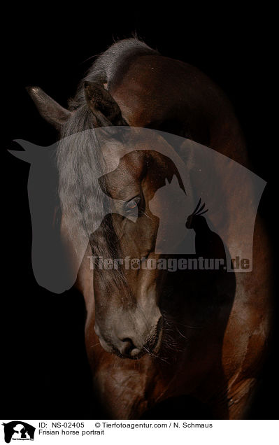 Frisian horse portrait / NS-02405