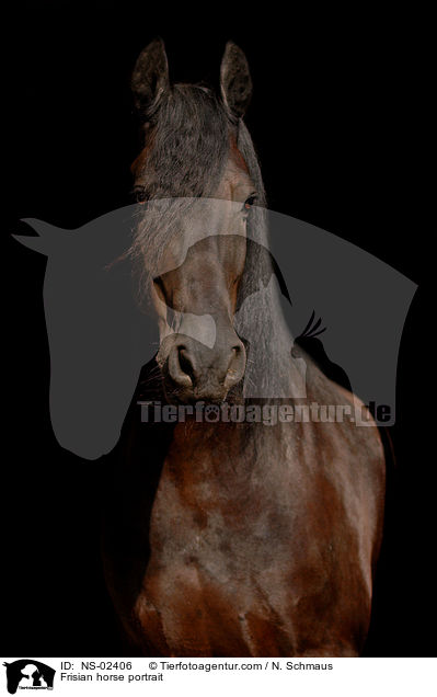 Frisian horse portrait / NS-02406