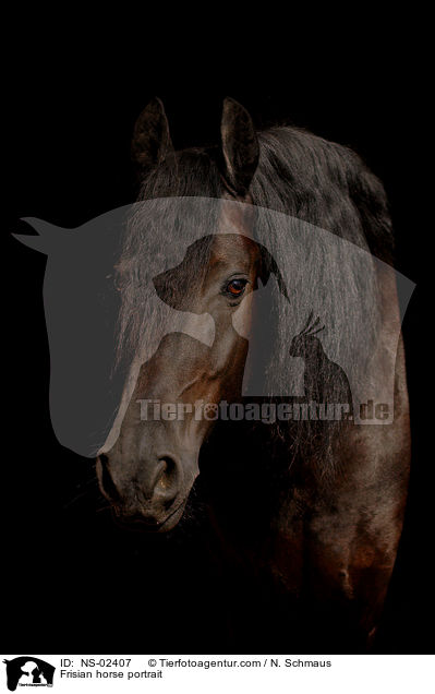 Frisian horse portrait / NS-02407