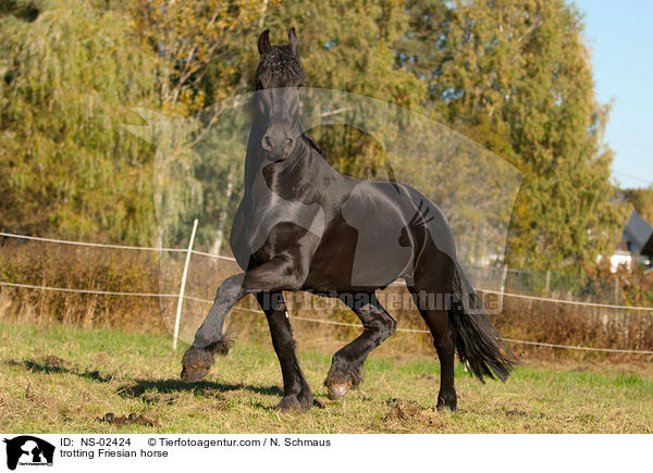 trotting Friesian horse / NS-02424