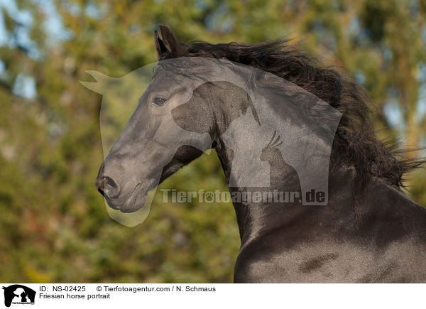 Friesian horse portrait / NS-02425